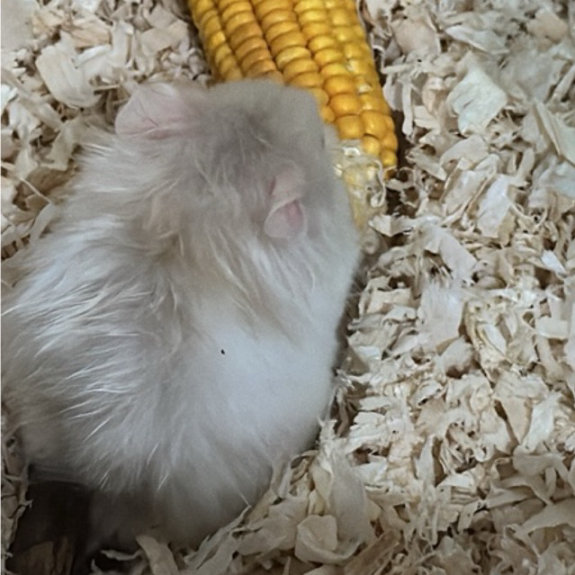 Hamster Syrian Putih -