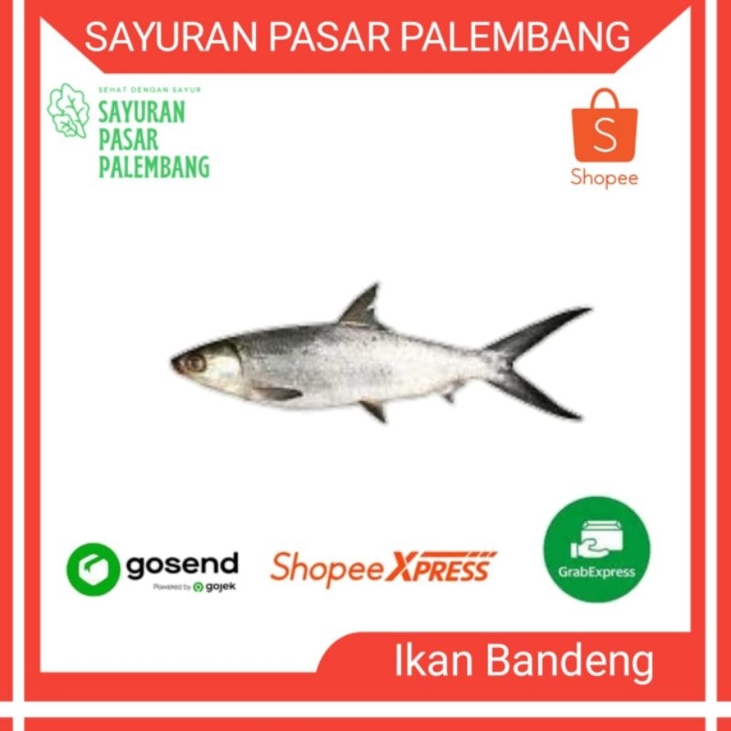 

Ikan Bandeng Fresh - Sayuran Pasar Palembang