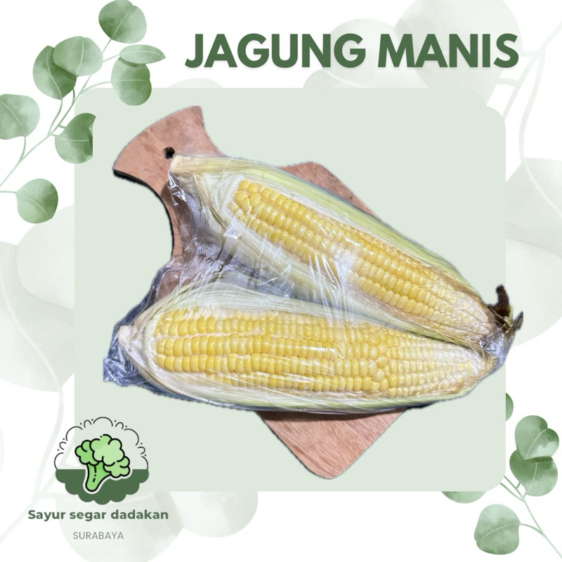 

JAGUNG MANIS SEGAR