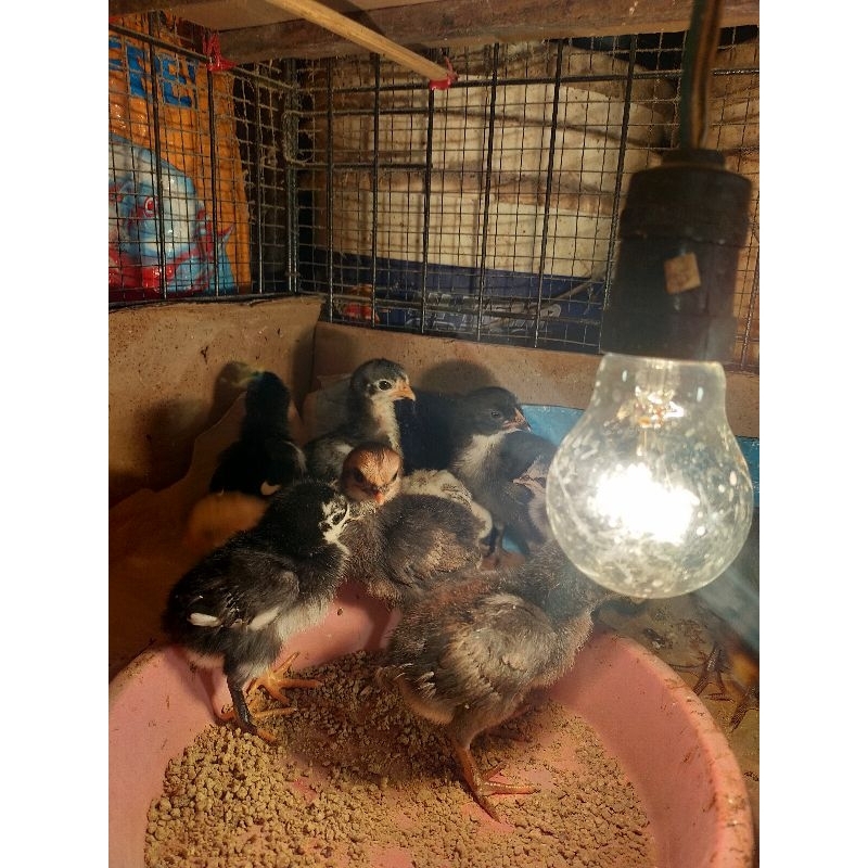 

Doc Ayam Kampung