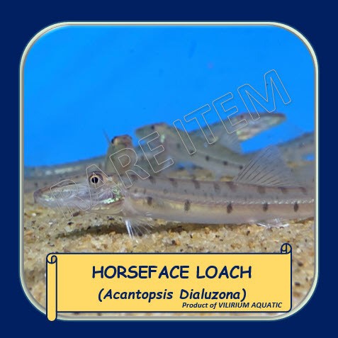IKAN HIAS AIR TAWAR - IKAN KEPALA KUDA / HORSEHEAD LOACH / HORSEFACE LOACH