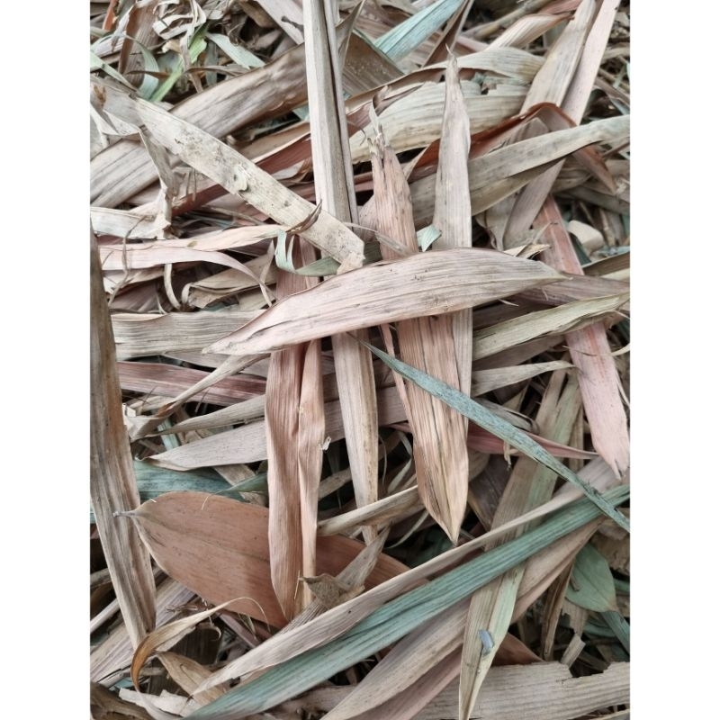 Daun Bambu Kering