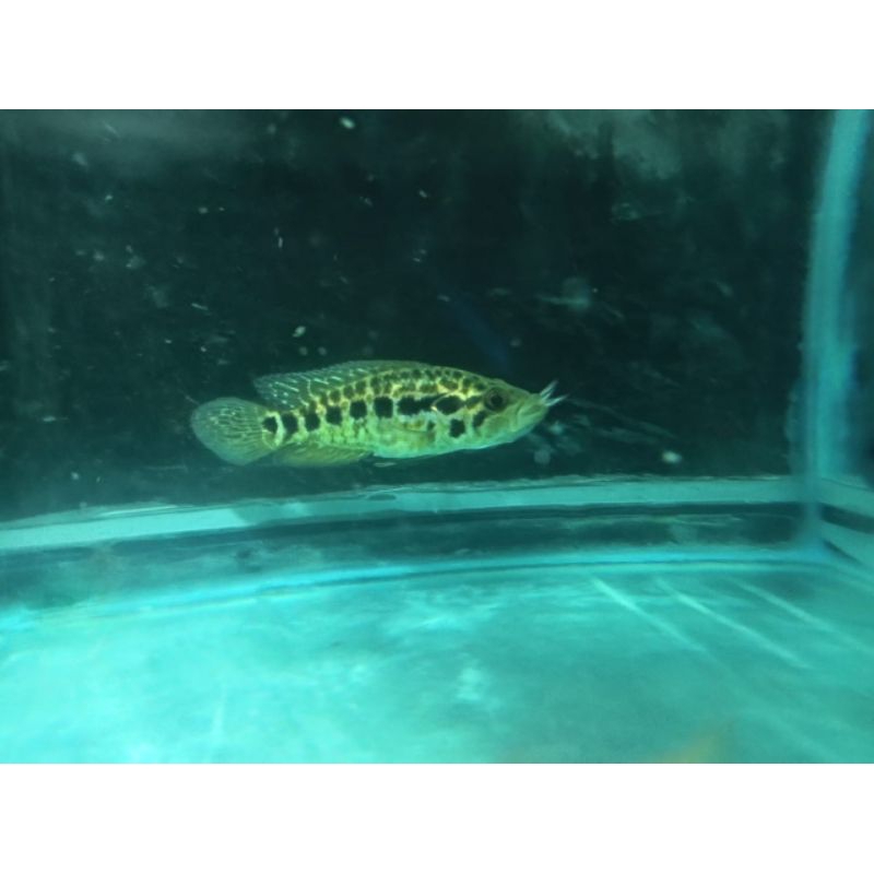 Ikan Jaguar Cichlid