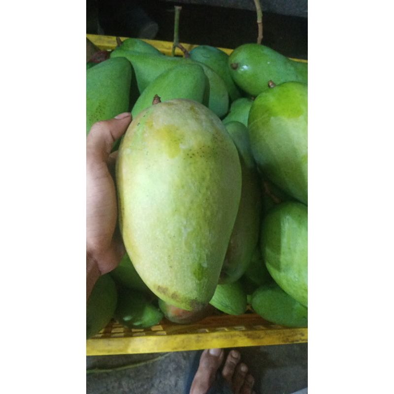 

MANGGA KIOJAY FREES 1kg