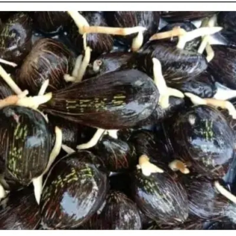 Bibit Benih sawit PPKS YANGAMBI unggul