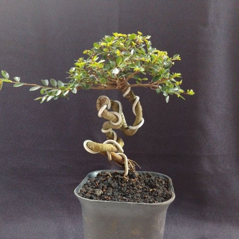 bonsai ulmus