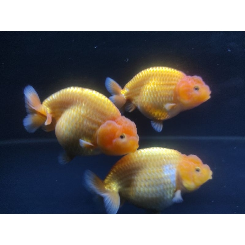 Mas Koki Rancu Fancy Quality 10-12 cm