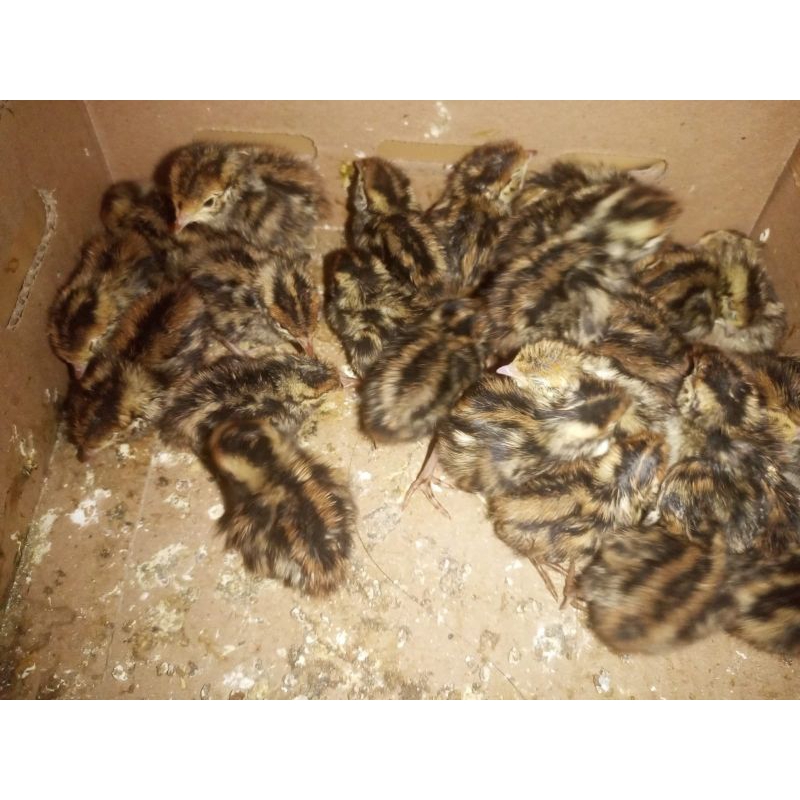 DOQ - Anak Puyuh Kecil - Bibit puyuh Pesan 10 free 2 ekor - Pakan Reptil DOQ