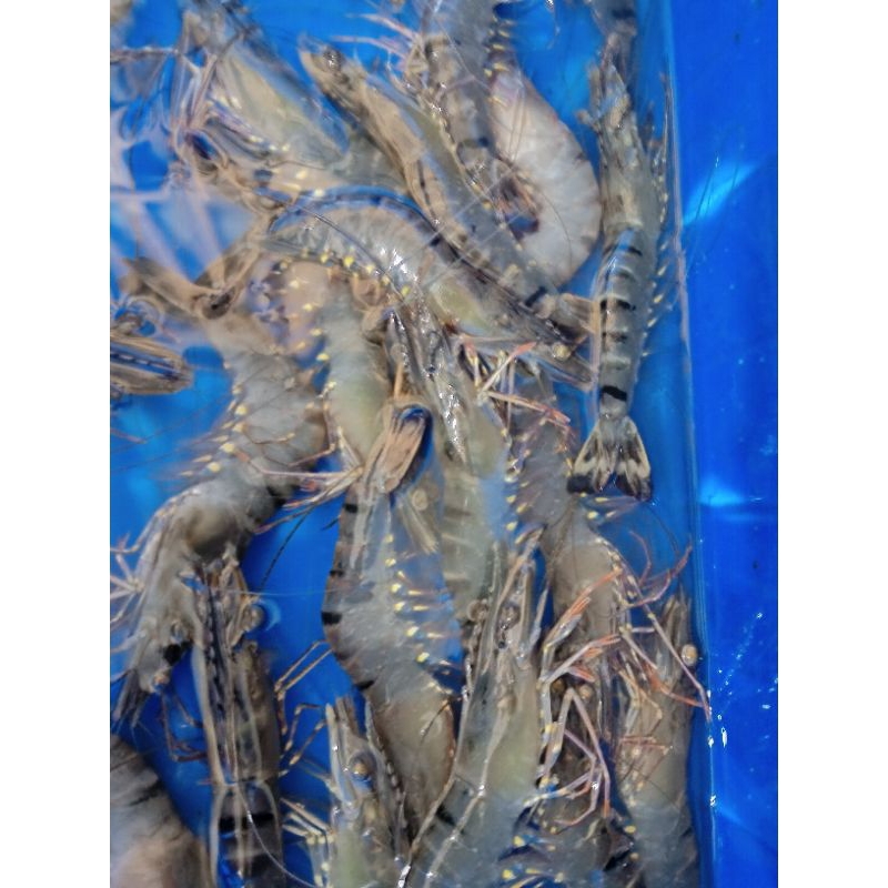 

JUALUDANGMATIPRESSDARITAMBAK