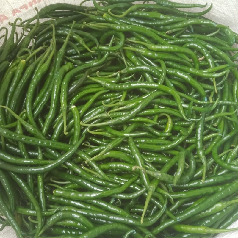 

Cabai kriting hijau