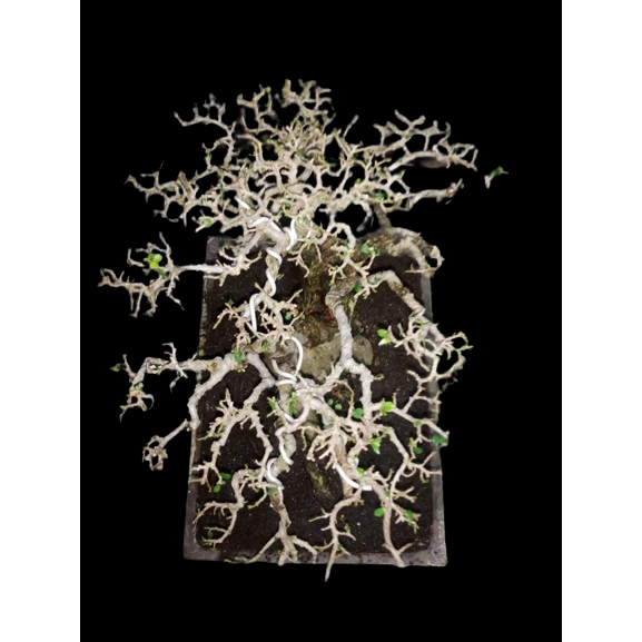 TANAMAN BONSAI SERUT TUA PROSPEK BAGUS KARAKTER