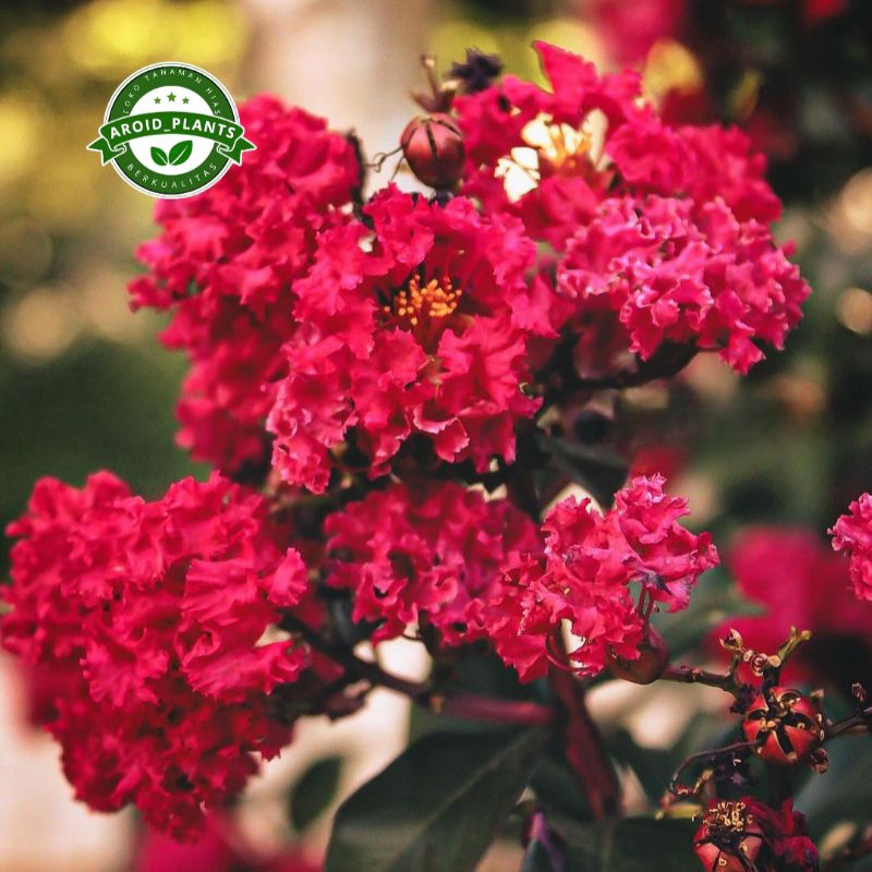 Tanaman Hias Lagerstroemia Indica - Pohon Bunga Sakura Bunga Merah - Bibit Pohon Bunga Sakura Merah