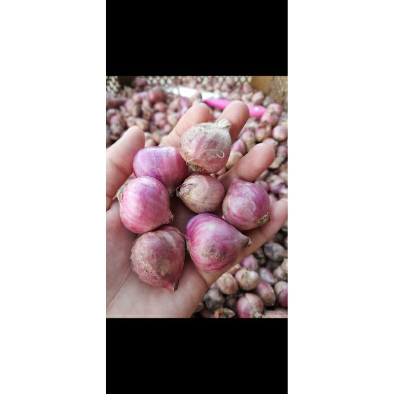 

Bawang Merah super