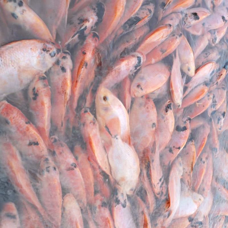 

IKAN NILA SEGAR FRESH Yogyakarta dan sekitarnya PENGIRIMAN INSTAN (NON FROZEN)