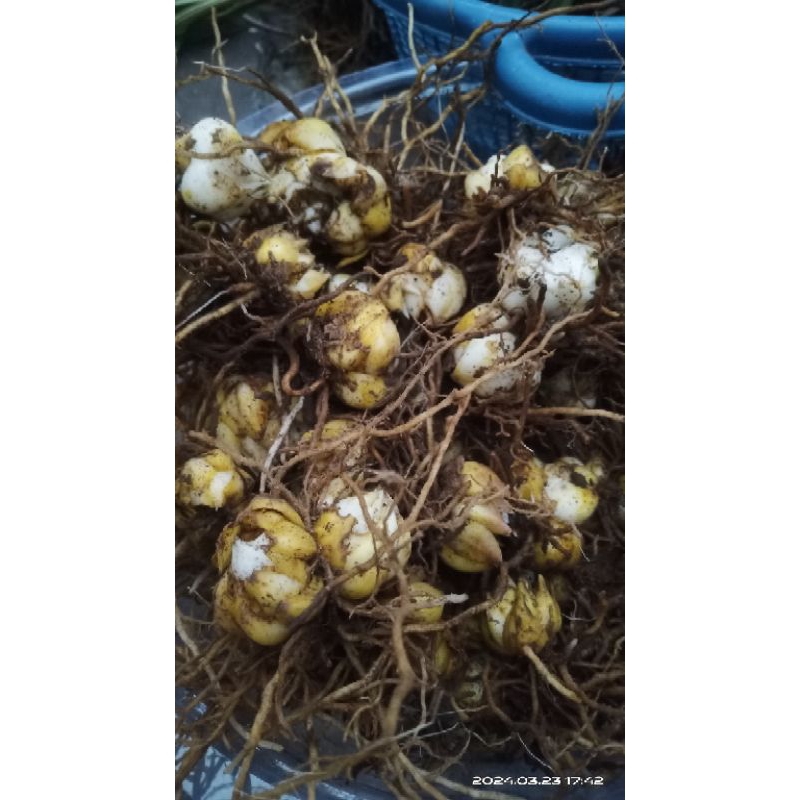 umbi bunga lily regale wangi