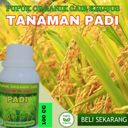 Pupuk Padi Memperbanyak Anakan/Pupuk Pelebat Buah Padi/Pupuk Padi Sawah Terbaik/Pupuk Booster Padi.