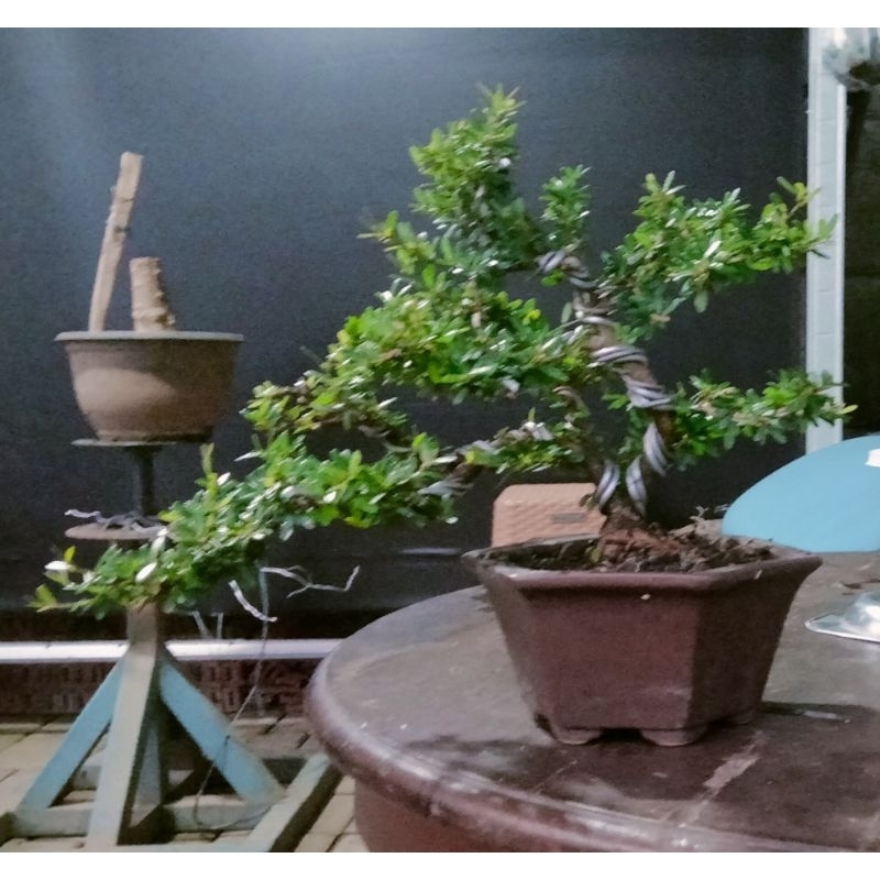 Bonsai Saeng Simbur Super Micro