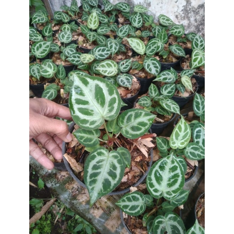 anthurium kuping gajah dorayaki