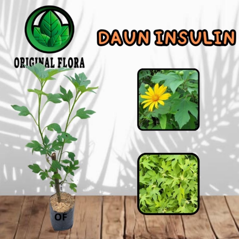 Jual Bibit Tanaman Daun Insulin Bibit Insulin Pohon Insulin