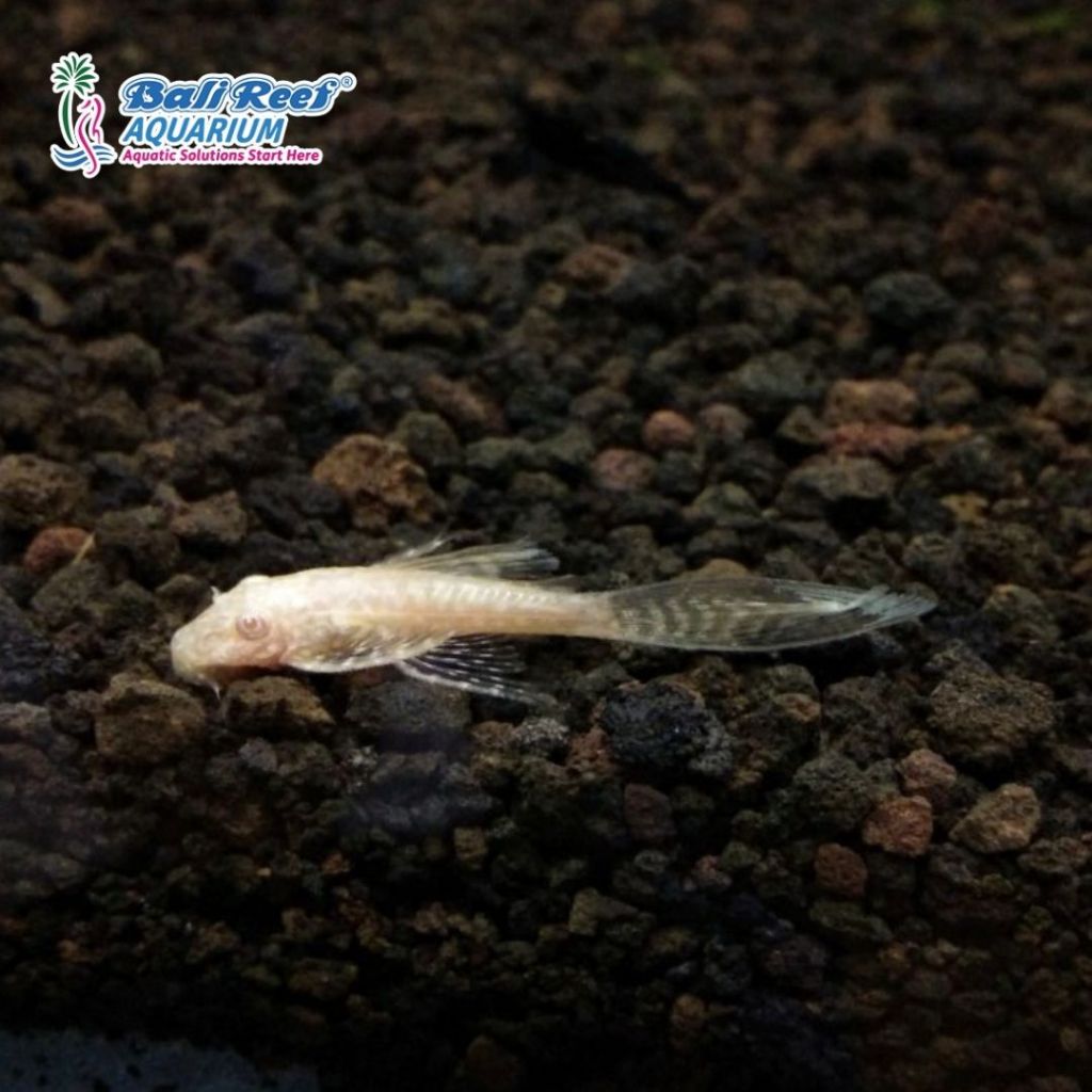 Ikan Hias Aquarium Sapu Sapu Albino Size Small
