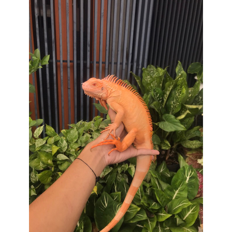 [HIASAN] RED ALBINO IGUANA