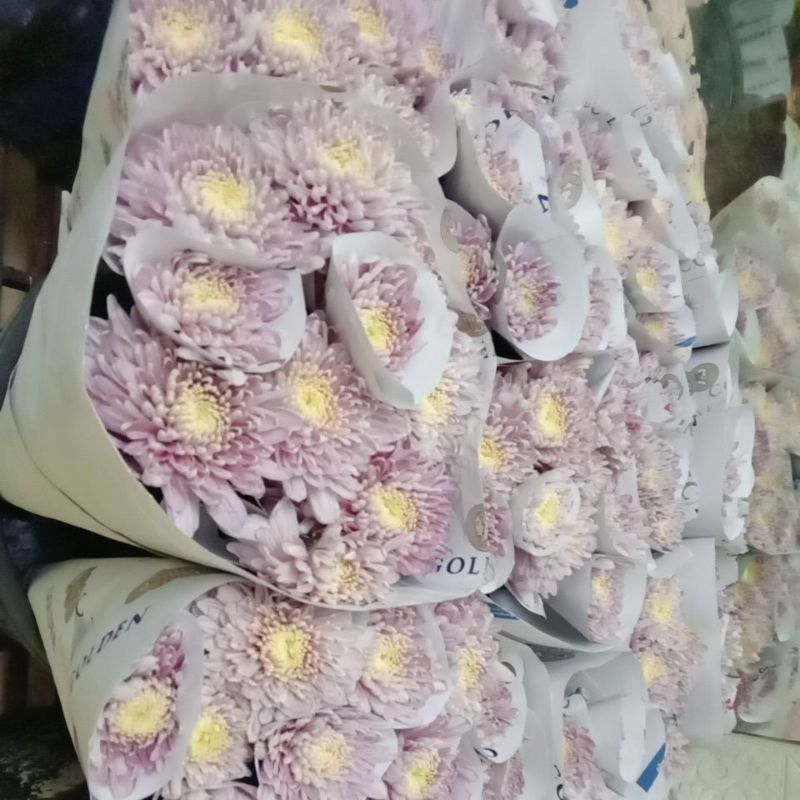 BUNGA KRISAN/CRISAN BUNGA POTONG FRESH 10 TANGKAI