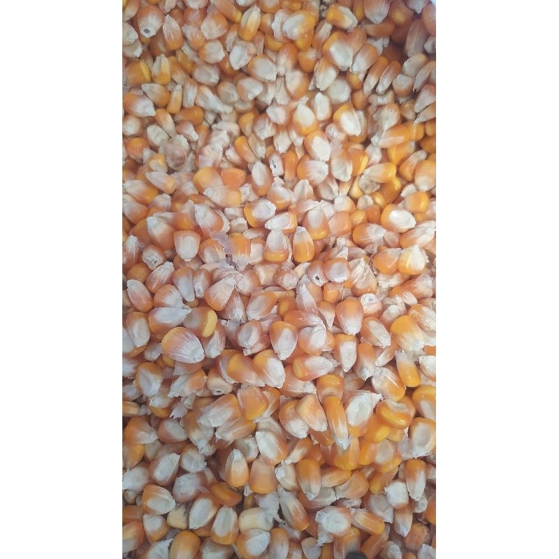 hasil dari jagung bisi 2 cap kapal terbang jagung pakan ternak ayam 25kg ukuran kecil
