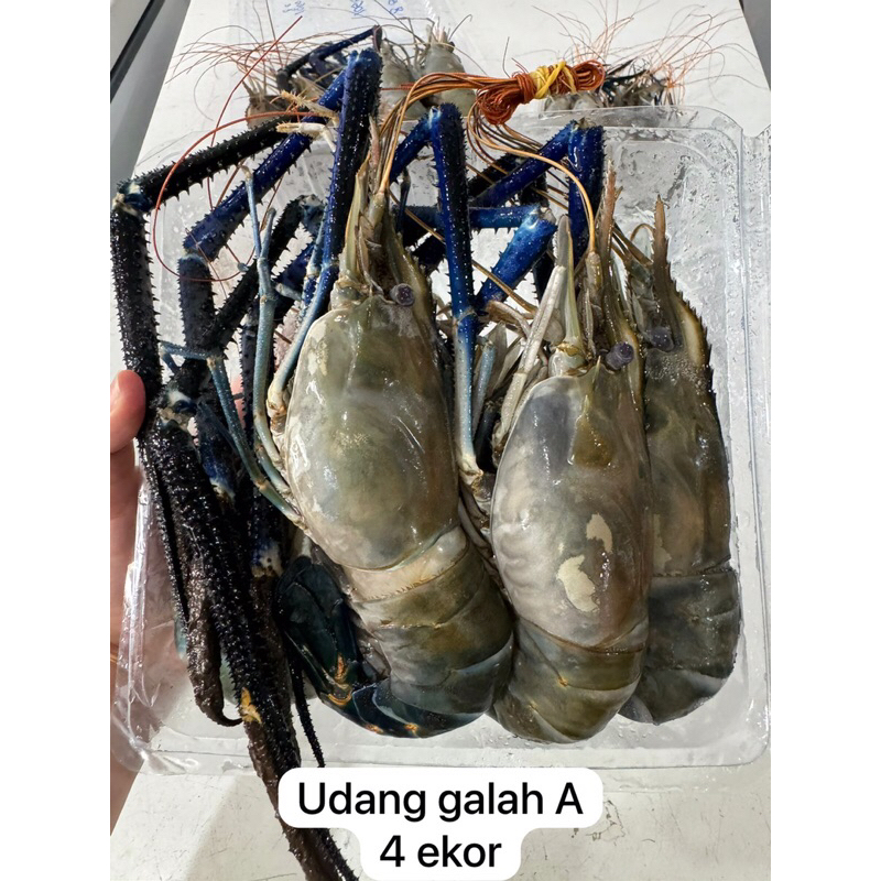 

udang galah