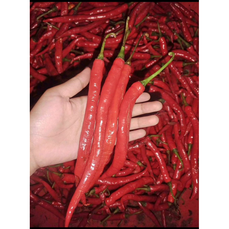 

Cabe Cabai Besar Merah 250 500 gram Gak Pedas