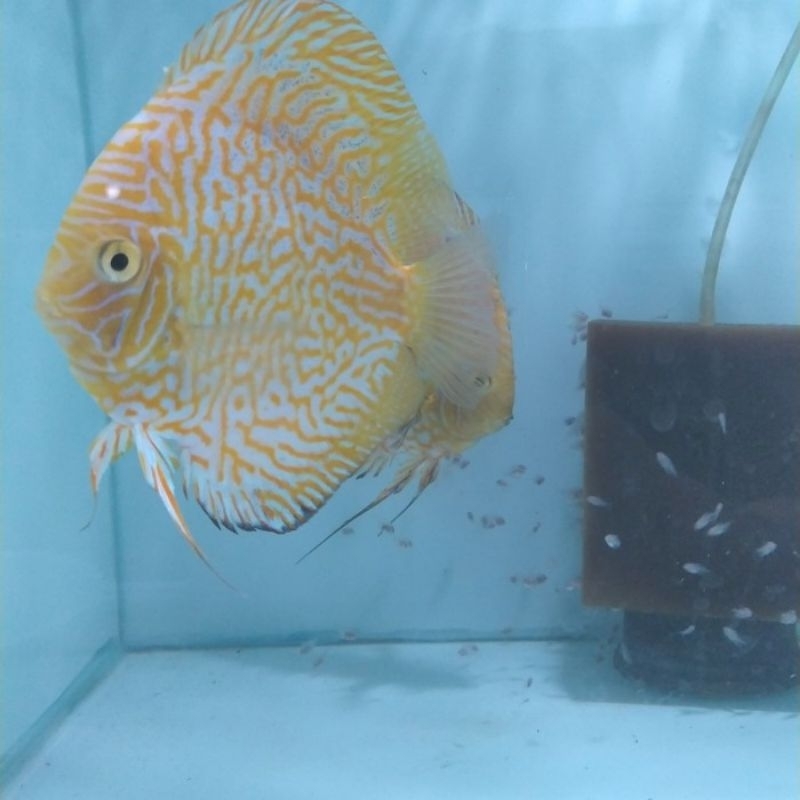 discus yellow pigeon size 3"