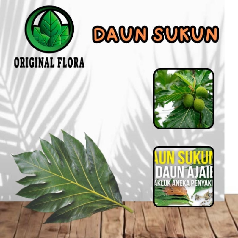 

Daun Sukun Segar Perhelai /Daun