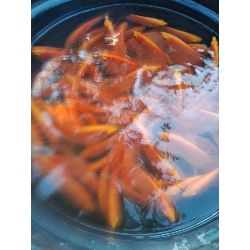 Bibit Gurame 3 Jari Kwalitas