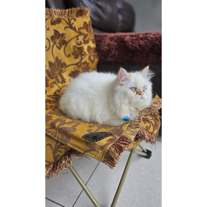 Anakan kucing Himalaya,Exo,Peaknose, flatnose