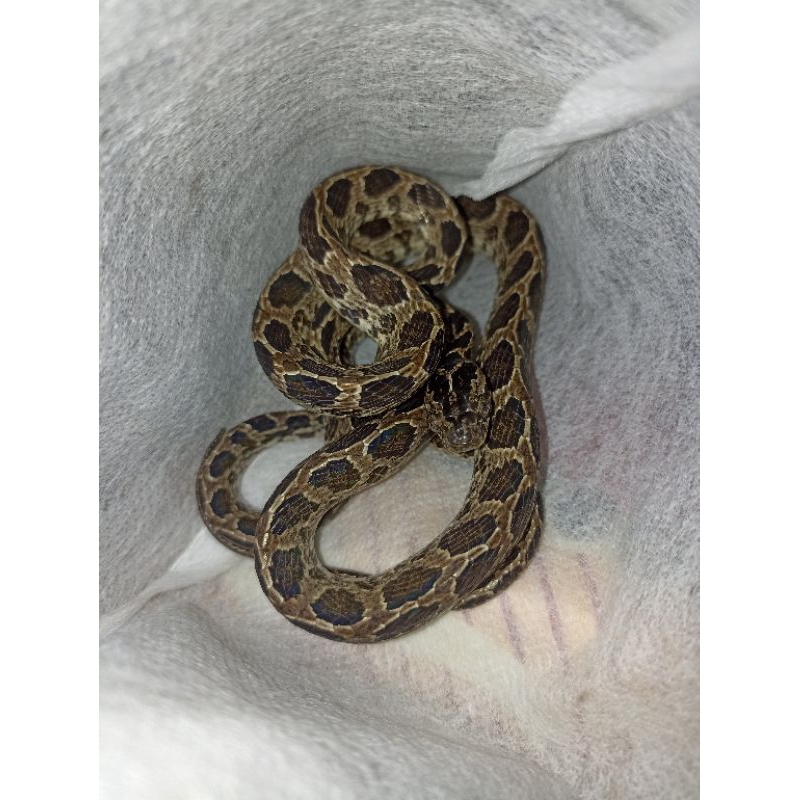 Mainan ular boiga multomaculata