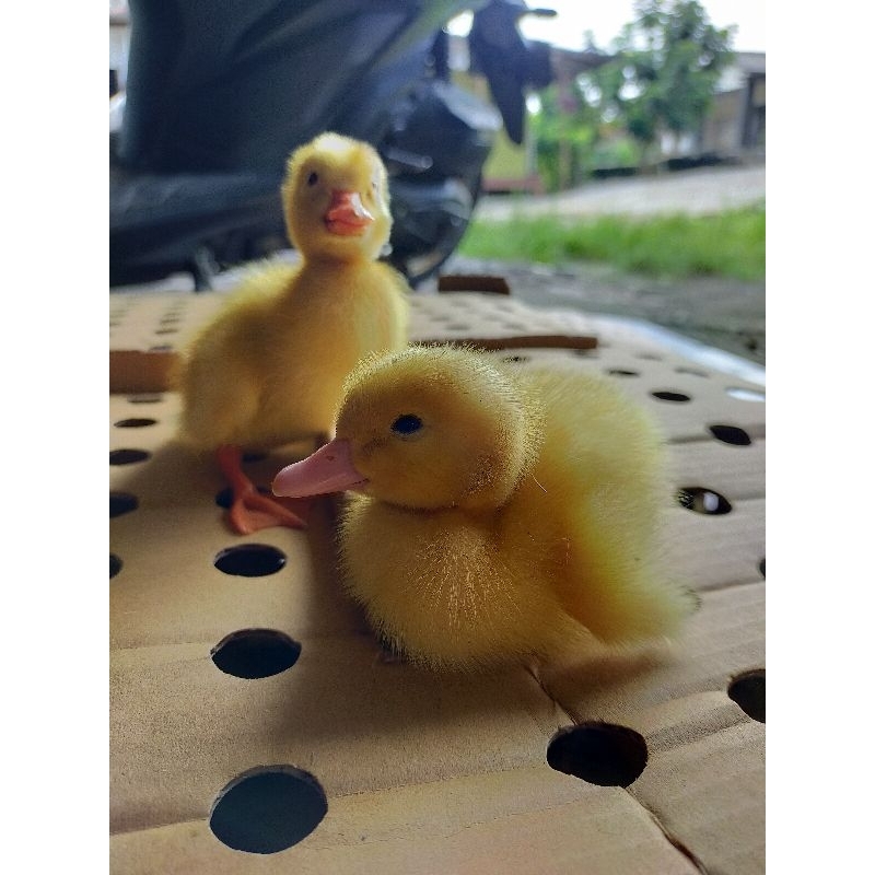 Dod Bebek Peking Jumbo