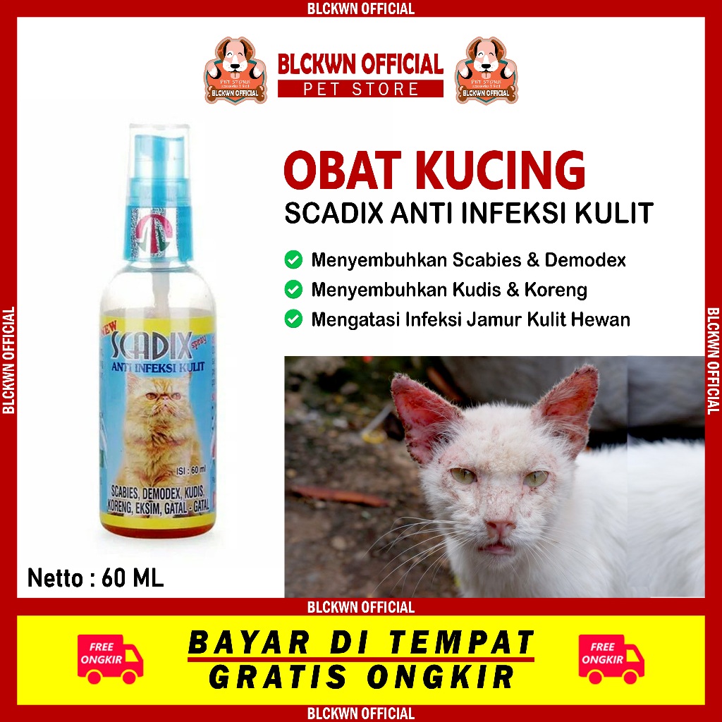 Obat Luka Kucing Ampuh Mengobati Kulit Kucing Infeksi Scabies Koreng