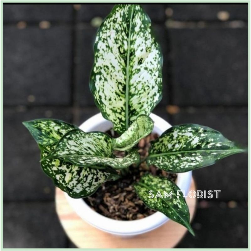 Tanaman Hias aglonema snow white - aglaonema Putih - Tanaman Hidup-Bunga Hidup
