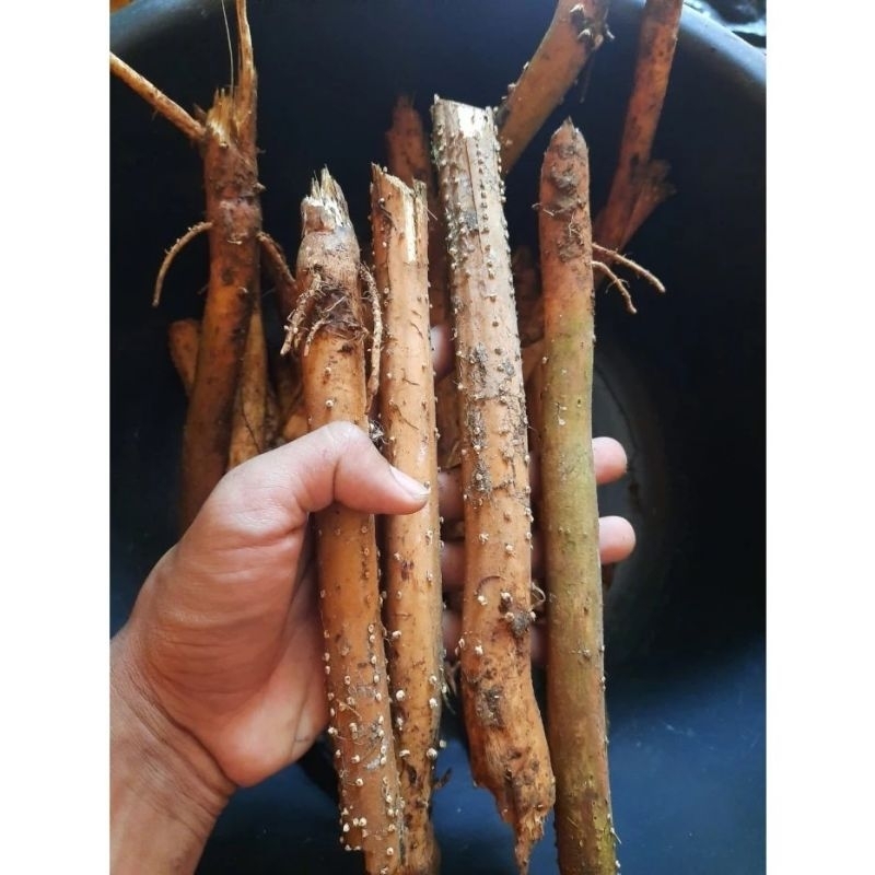 

Akar pinang akar jambe segar fres