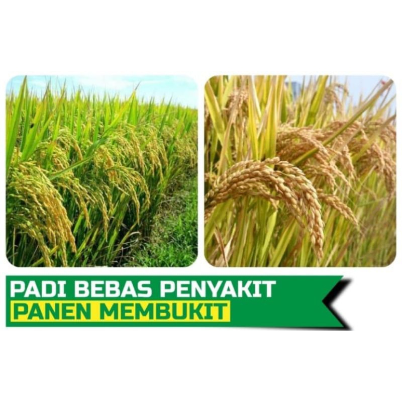 Pupuk jagapari fungsida