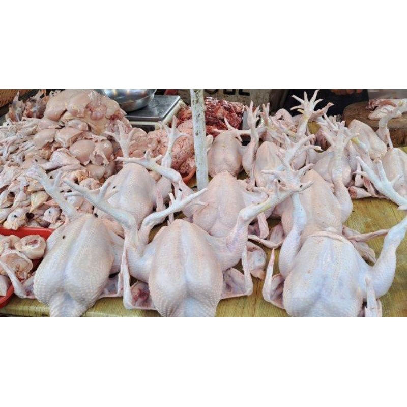 AyamKampungPotong