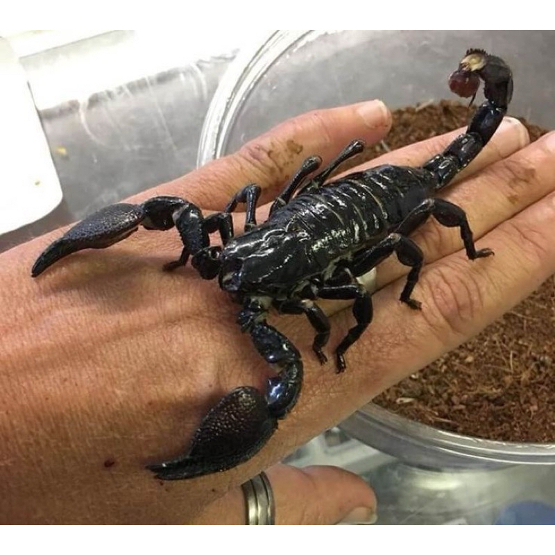 ASIAN FOREST SCORPION JUMBO‼️‼️ // KALAJENGKING BESAR // KALAJENGKING DISPLAY // LOW VENOM // GARANS