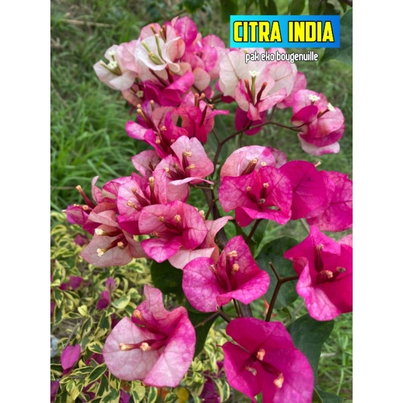 Bougenville citra india