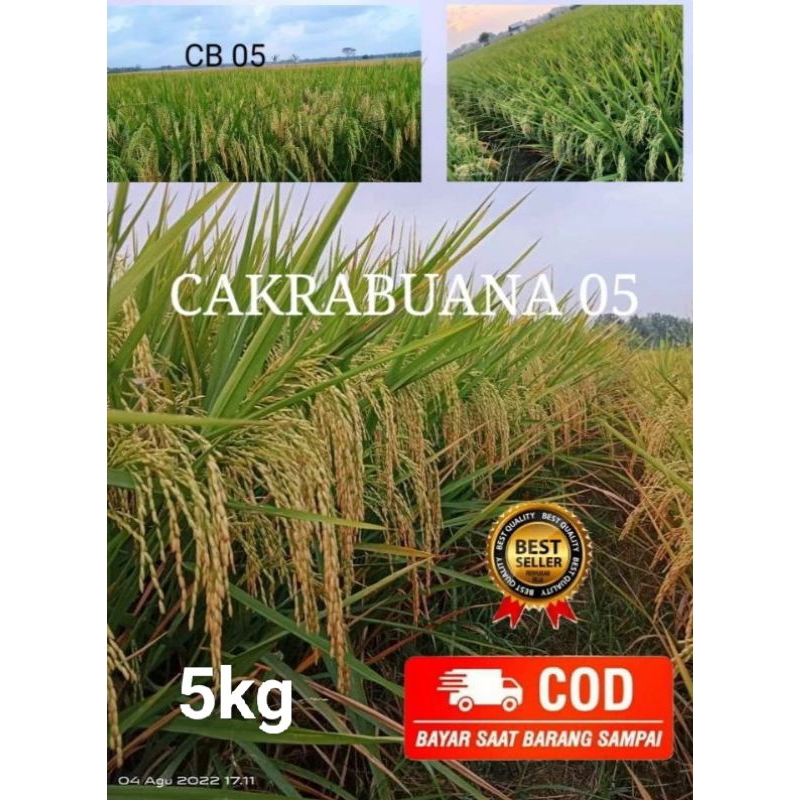 Benih padi CAKRABUANA 05 TERBARU kemasan 5 kg