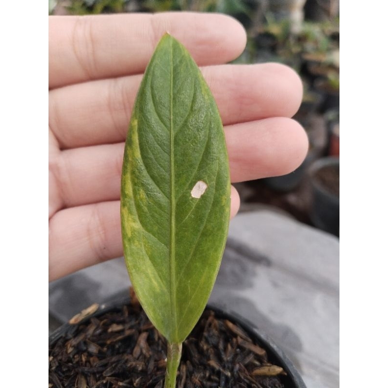 anthurium cobra varigata ( varian cobra) bonggol