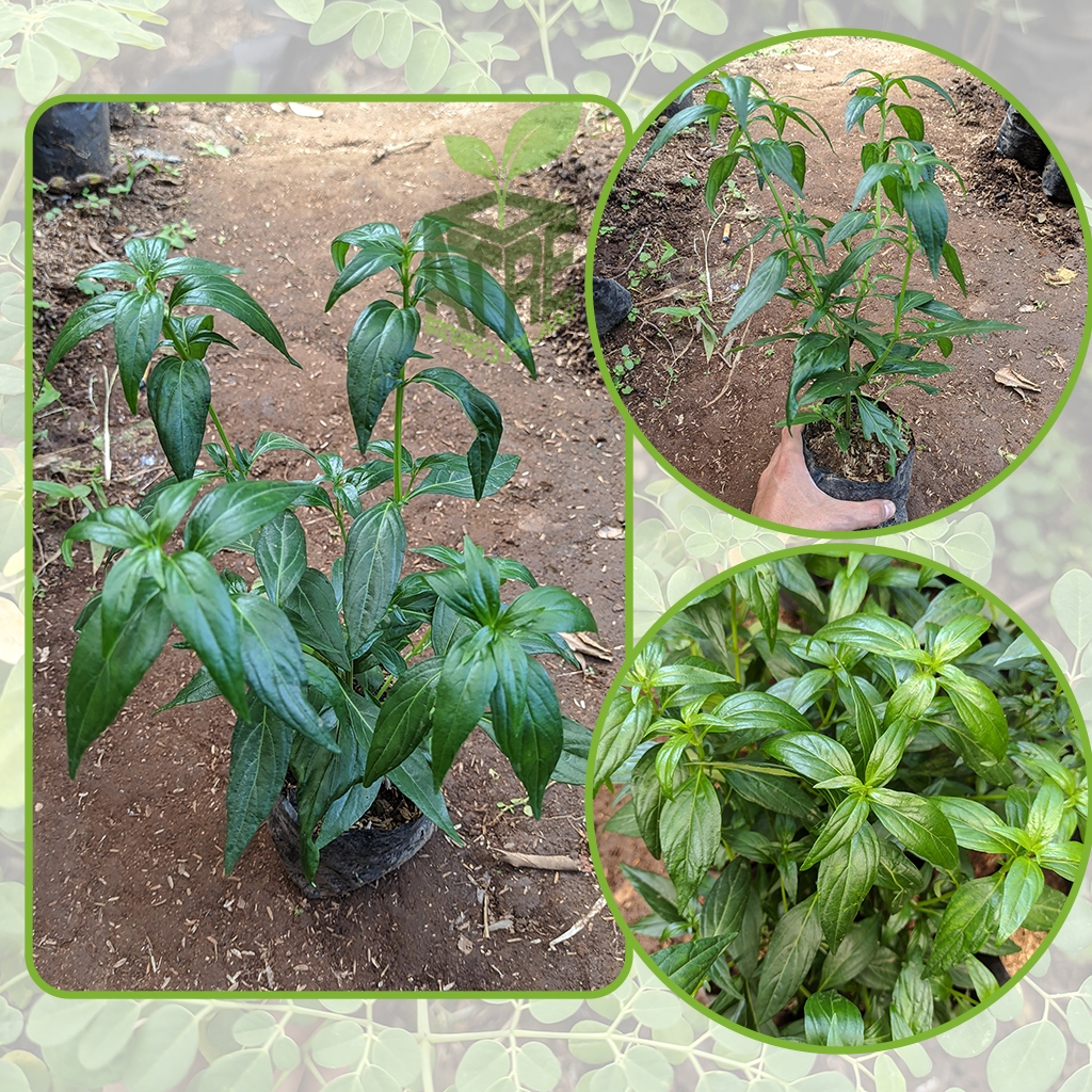 Tanaman Herbal Samiloto