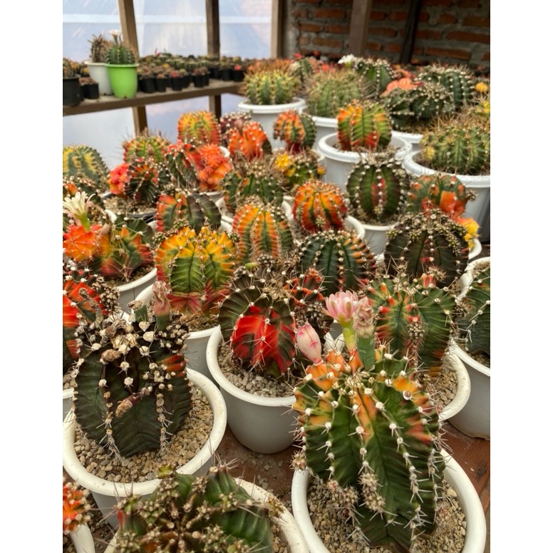 Bestseller GYMNO BER ID GYMNO ANAKAN KAKTUS  BIJI ASTRO  BIBIT KAKTUS  GYMNOCALYCIUM  MOONRADIUS KAK
