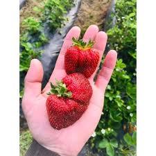 BIBIT TANAMAN BERKUALITAS BIBIT BUAH STRAWBERRY BIBIT TERMURAH// BIBIT BUAH-BUAHAN