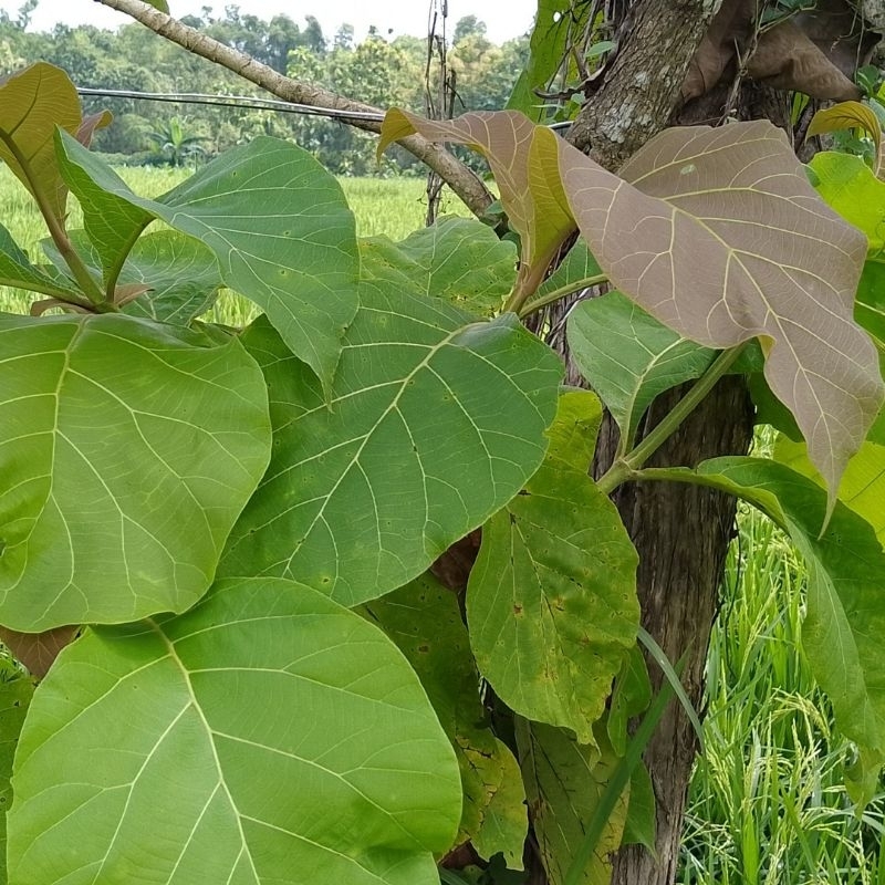 

Promo Daun Jati Kiloan Asli Blora