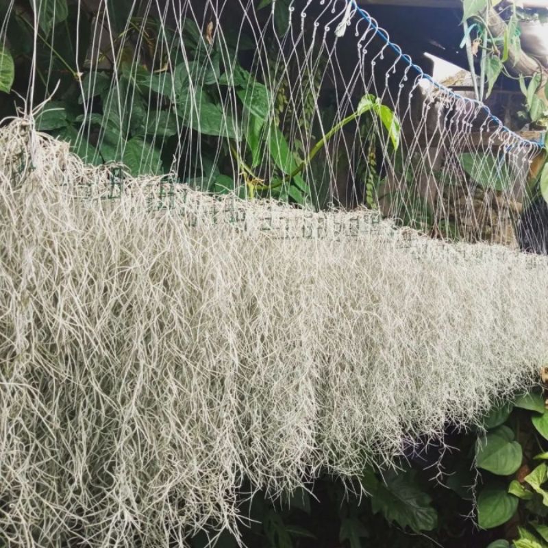 Tanaman Jenggot Musa | Cemara Jenggot Musa