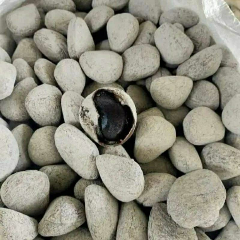 

Kluwek Pucung bumbu hitam